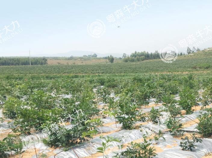 牛大力良（liáng）種良法--標準化種植